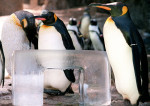pinguini-acvariu-japonia (1)