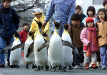 pinguini-acvariu-japonia (2)