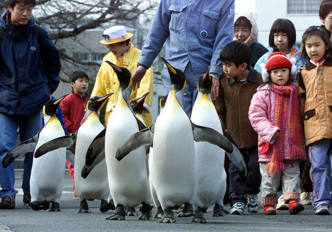 pinguini-acvariu-japonia (2)