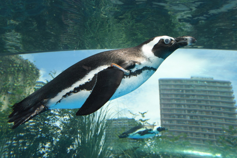 pinguini-acvariu-japonia (11)