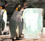 pinguini-acvariu-japonia (24)