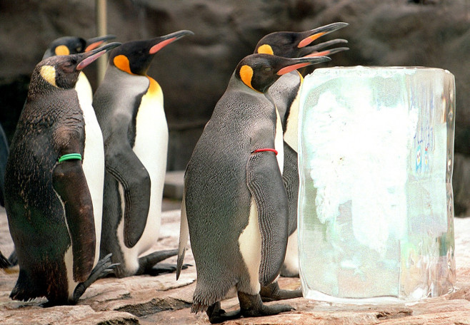 pinguini-acvariu-japonia (23)