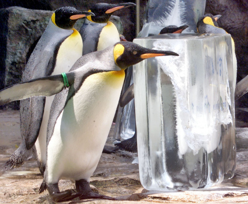 pinguini-acvariu-japonia (25)