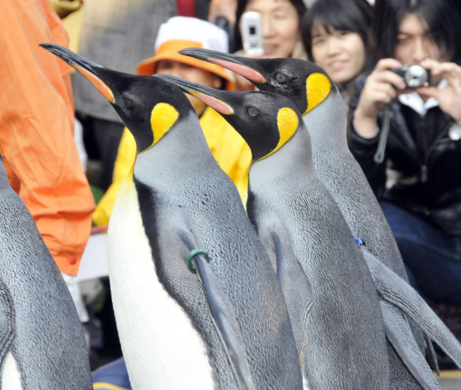pinguini-acvariu-japonia (27)