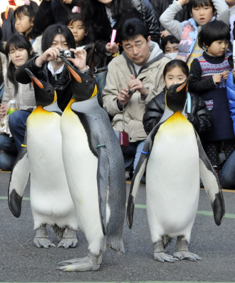 pinguini-acvariu-japonia (28)