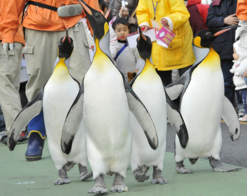 pinguini-acvariu-japonia (29)