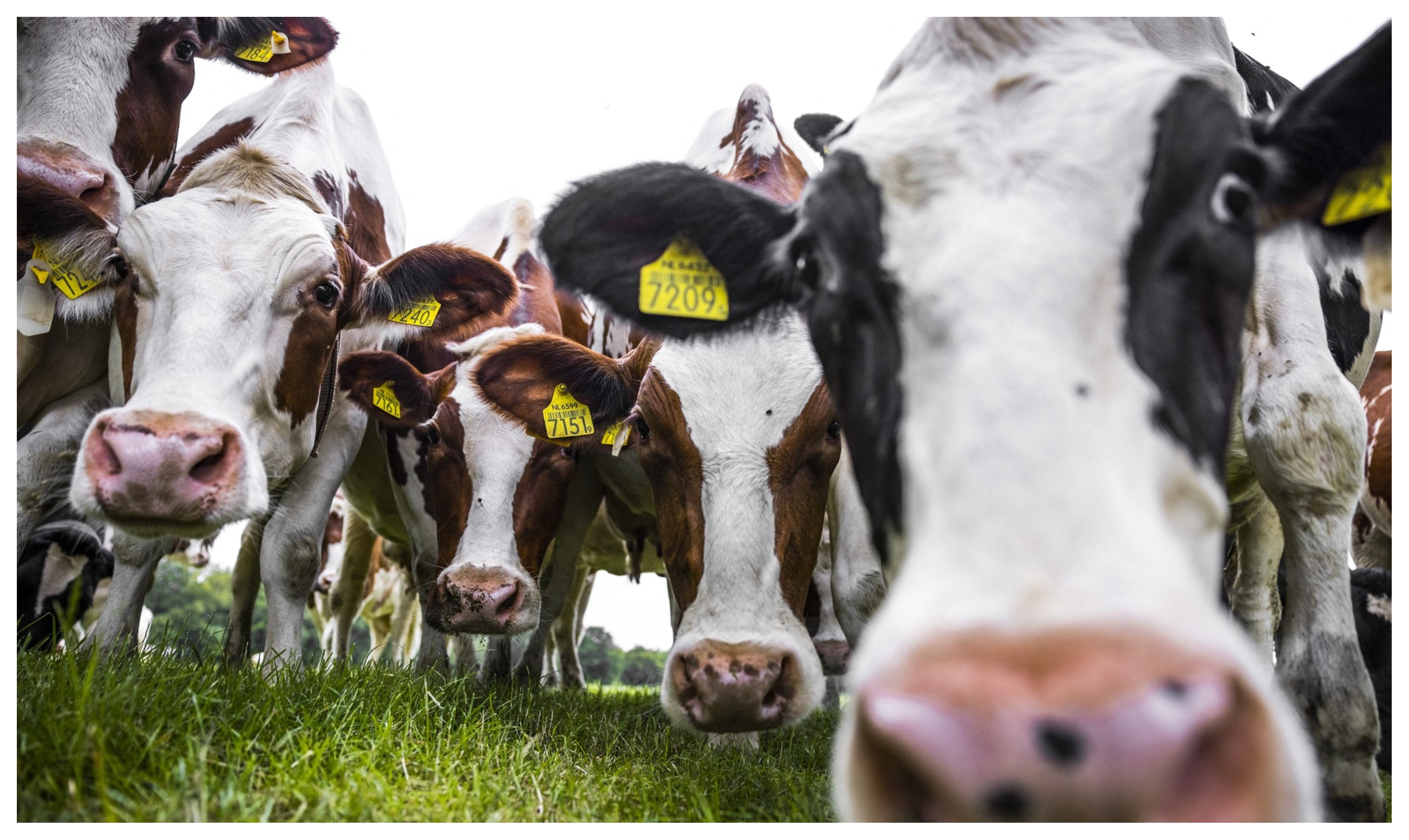 Microplastic găsit pentru prima dată în carnea și laptele animalelor crescute la fermă