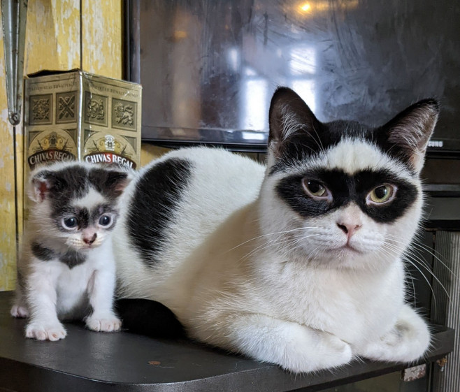 ZORRO CAT HAS LOOKALIKE KITTEN