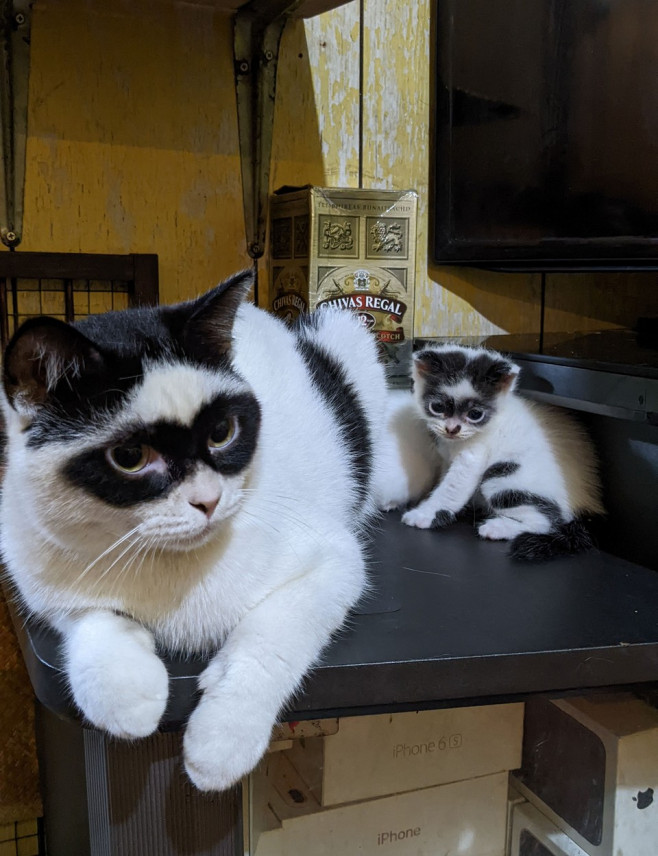 ZORRO CAT HAS LOOKALIKE KITTEN