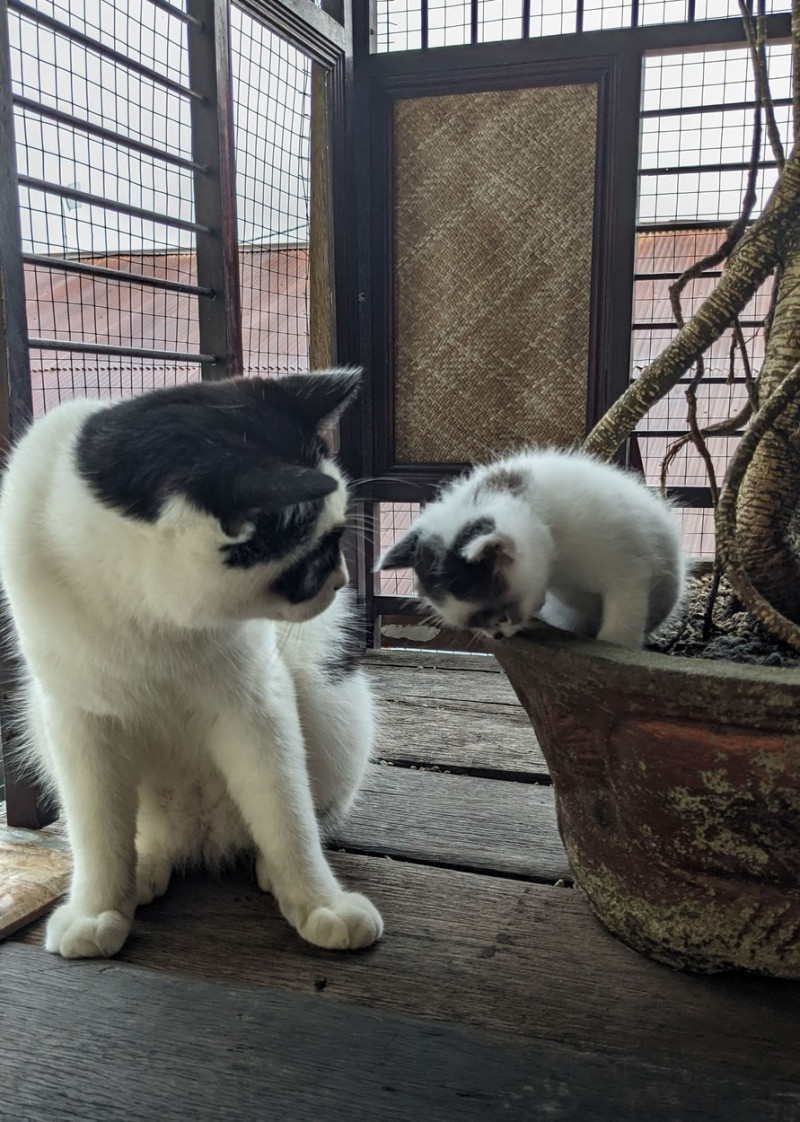 ZORRO CAT HAS LOOKALIKE KITTEN