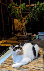 ZORRO CAT HAS LOOKALIKE KITTEN