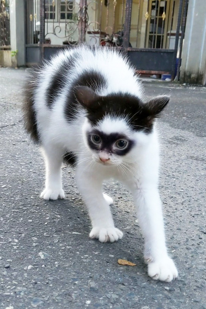 CAT LOOKS LIKE ZORRO