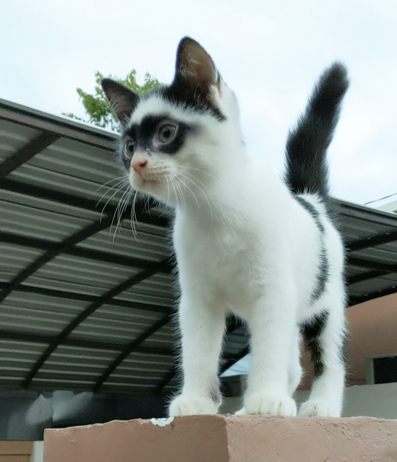 CAT LOOKS LIKE ZORRO