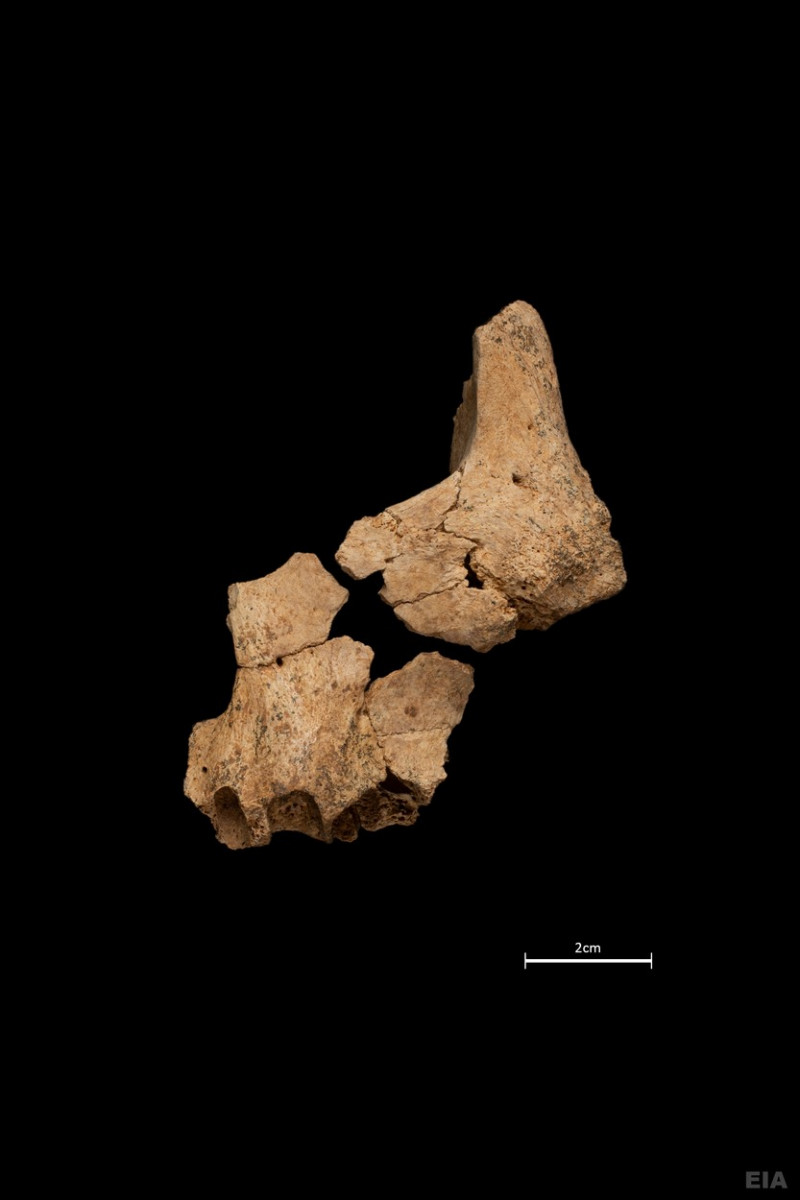 Spaniolii au descoperit o fosilă a cărui vârstă este estimată la 1,4 milioane de ani, ceea ce ar face din aceasta cea mai veche fiinţă umană identificată în Europa. Foto-Profimedia Images (1)