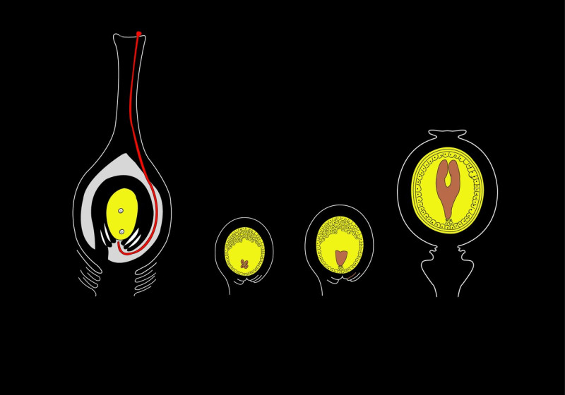 Fruit formation, artwork