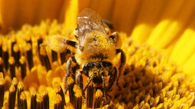 Wild Honeybee Pollinating A Sunflower, Markham, Canada - 14 Aug 2021