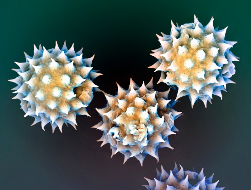 Daisy pollen, SEM