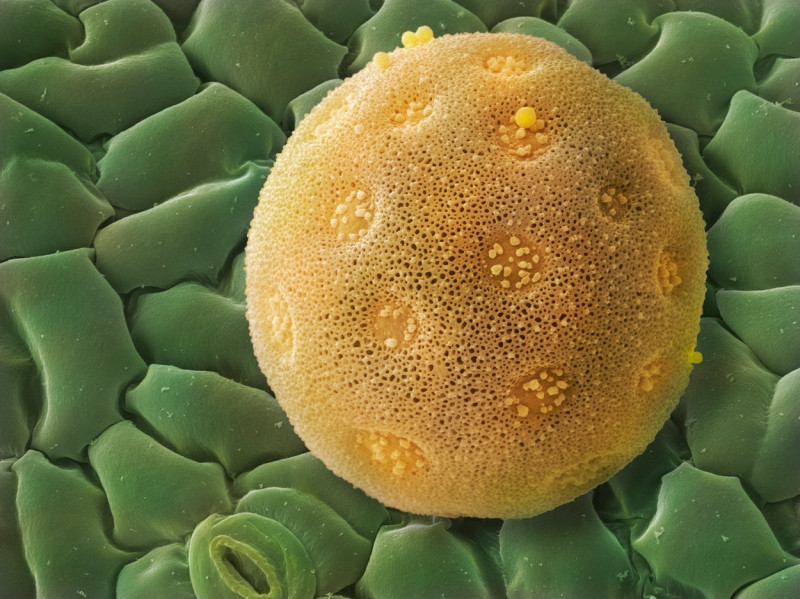 Bindweed pollen grain