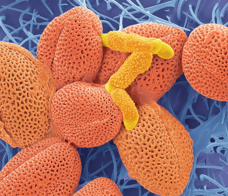 Germinating pollen, SEM