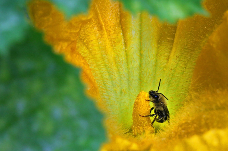 Wild honey bee pollination of squash flower, Toronto, Canada - August 12, 2021
