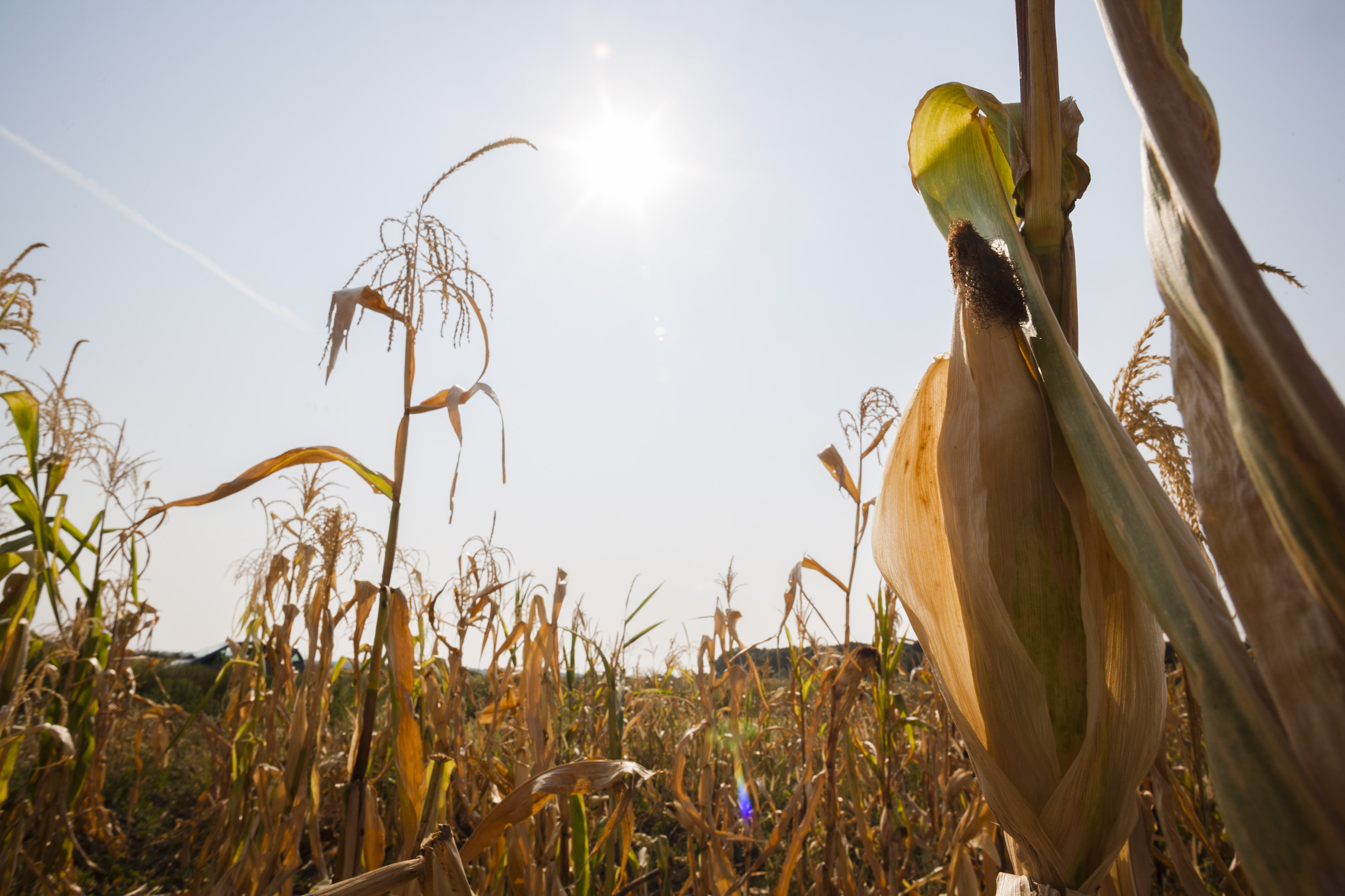 De ce e diferita seceta din 2022 in Romania. „Ultimii 20 de ani au fost o continua perioada de seceta, intrerupta de ani mai normali