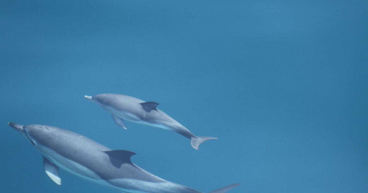 Intervenție în Marea Neagră: delfini, rechin și sturioni salvați din plasele braconierilor