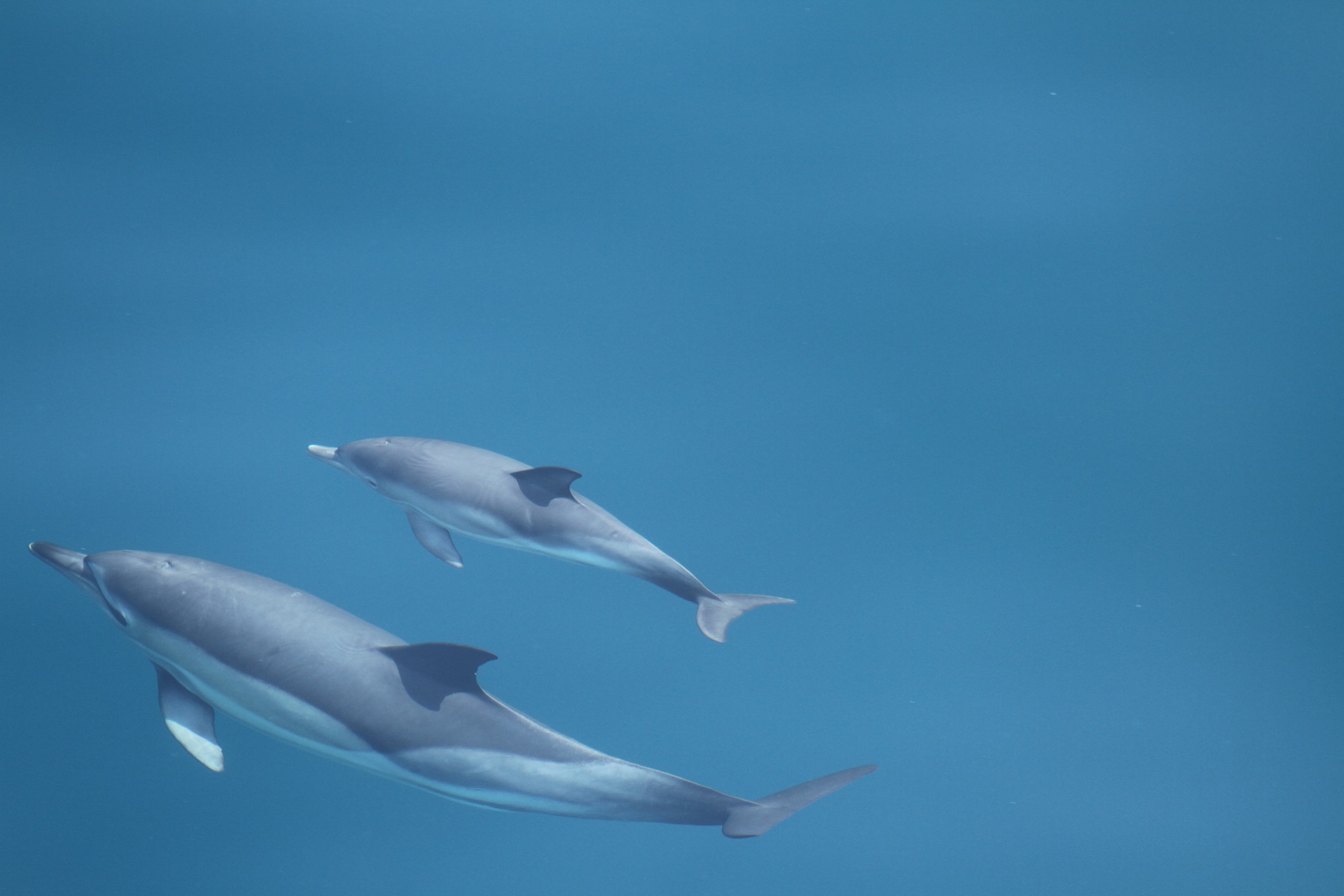 Intervenție în Marea Neagră: delfini, rechin și sturioni salvați din plasele braconierilor