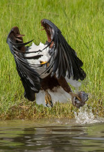 vultur-crocodil-profimedia7