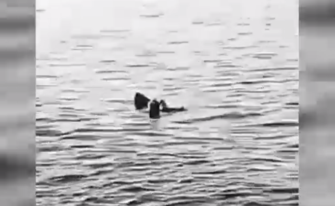 VIDEO. O femeie a murit după ce a fost sfâșiată de un rechin lângă coasta Egiptului