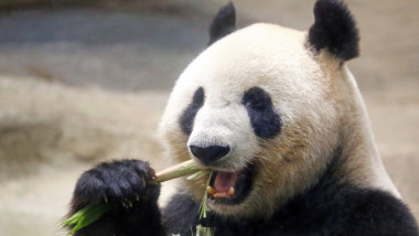 urs panda manaca bambus