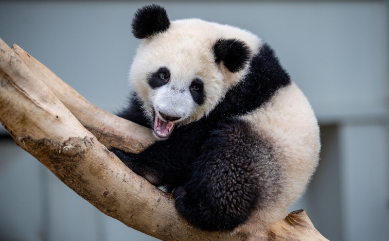 Kuala Lumpur, Malaysia. 31st May, 2022. Giant panda cub Sheng Yi is seen in an enclosure during its birthday celebrations at the National Zoo. Sheng Yi is the third locally bred giant panda cub of the giant panda couple Xing Xing and Liang Liang from Chin