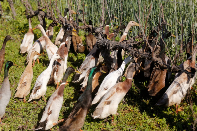 South Africa Vineyard Ducks