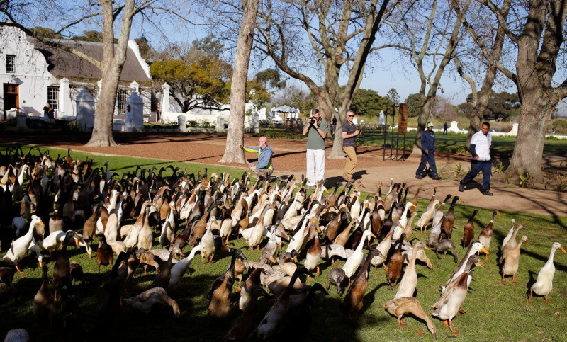 South Africa Vineyard Ducks