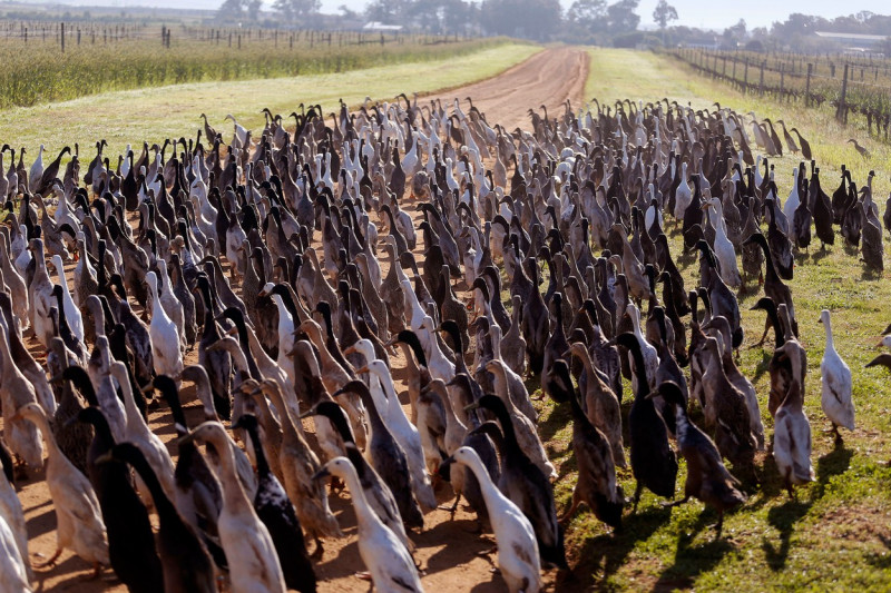 South Africa Vineyard Ducks