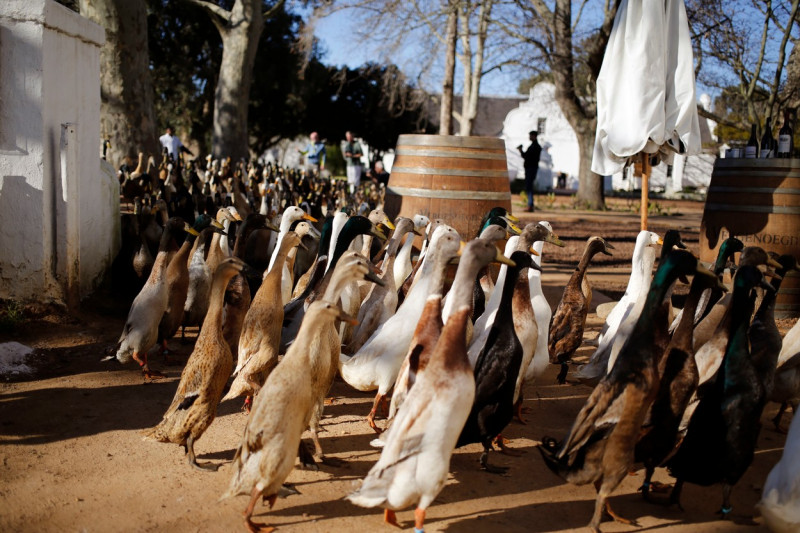 South Africa Vineyard Ducks