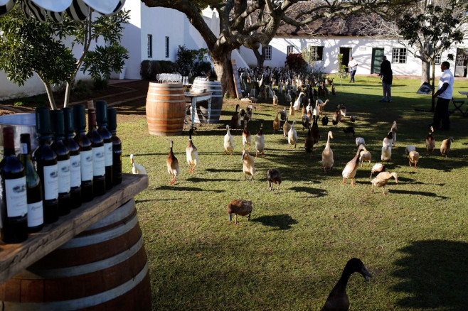 South Africa Vineyard Ducks