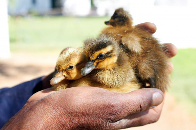 Duck parade