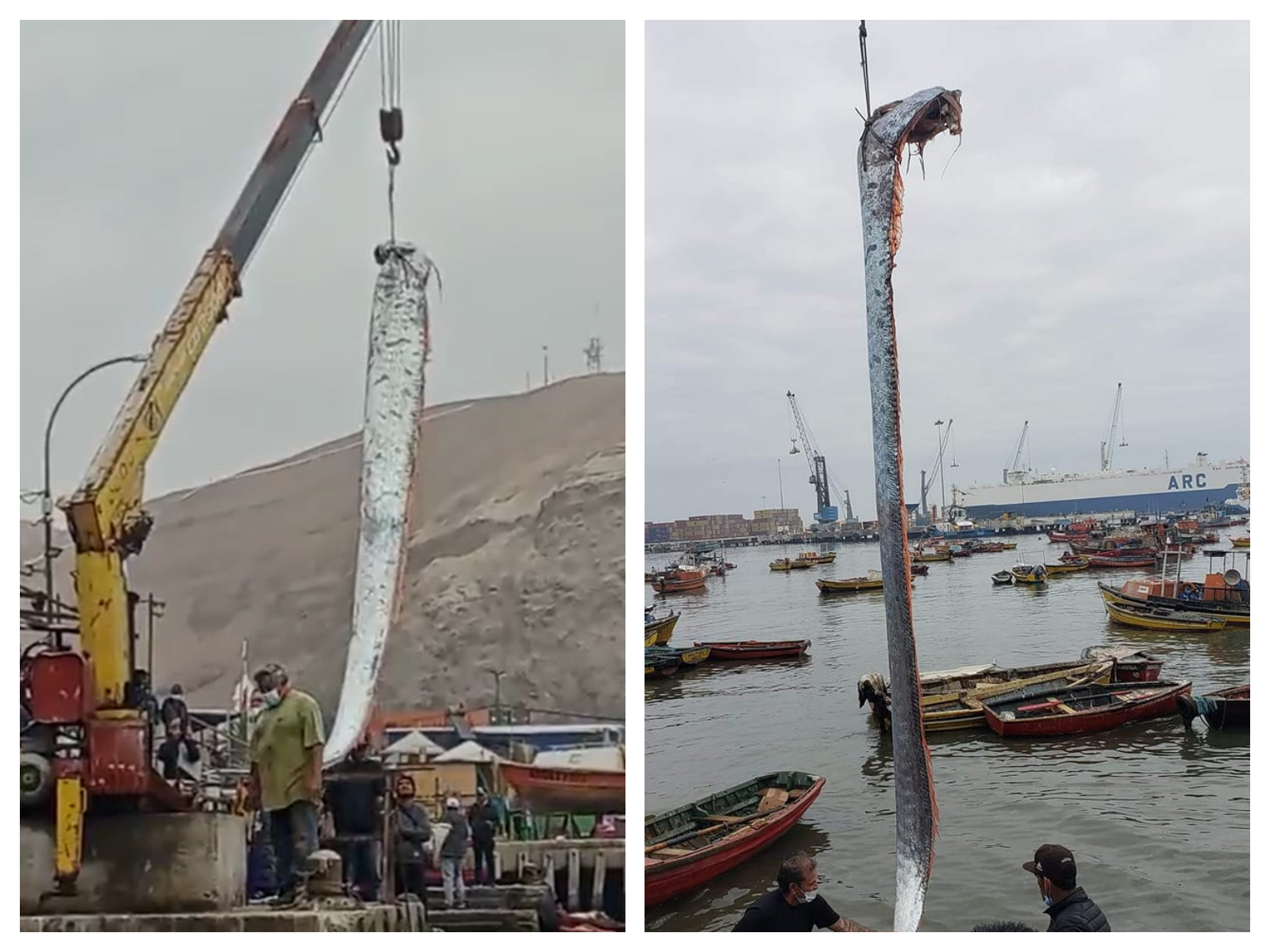 Pește de peste 5 metri lungime, prins de pescari, în Chile. Și-au ridicat prada cu macaraua ca să o vadă toată lumea