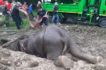 salvare-elefanti (1)