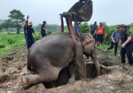 salvare-elefanti (2)
