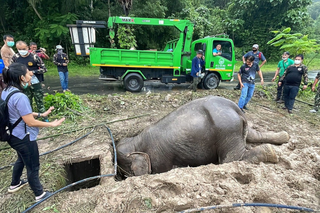 salvare-elefanti (4)