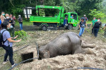 salvare-elefanti (4)