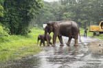 salvare-elefanti (5)