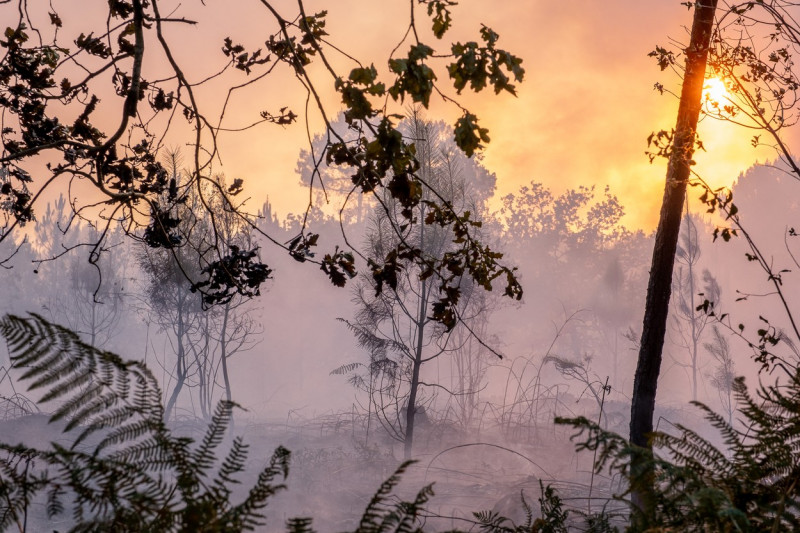Europa, devastată de incendii în mijlocul unui val de caniculă Foto Profimedia Images (15)