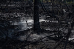Europa, devastată de incendii în mijlocul unui val de caniculă Foto Profimedia Images (27)