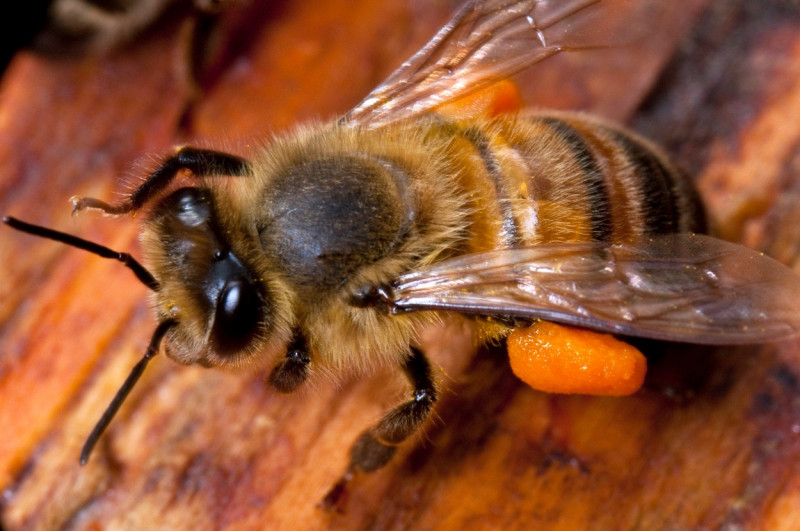 Honey bee with pollen