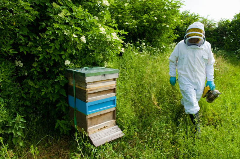 Beekeeper wearing protective clothing approaching bee hive