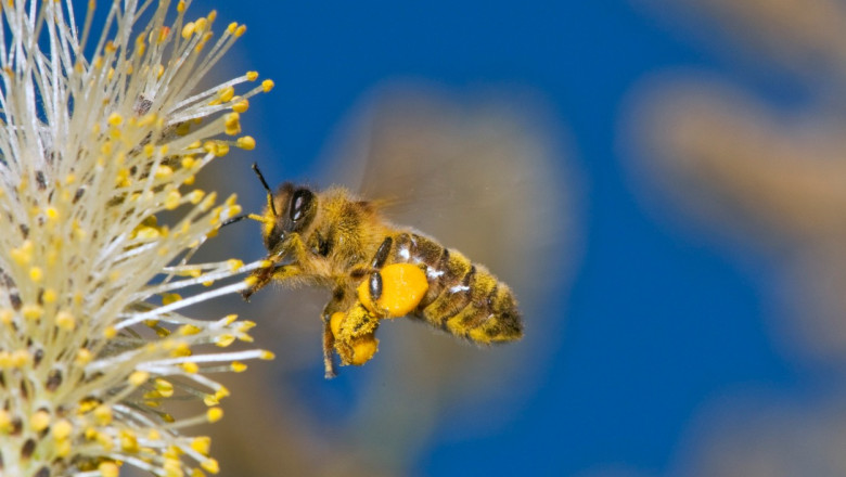 albina care culege polen