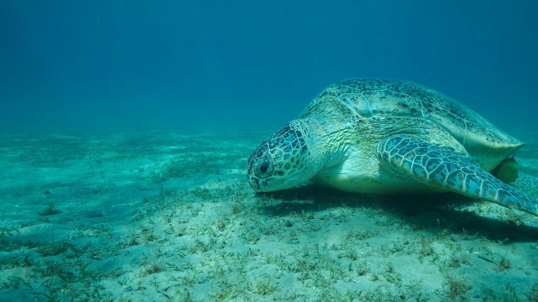 Zeci de țestoase marine verzi, specie pe cale de dispariție, găsite cu gâtul tăiat și sângerând lângă o insulă japoneză