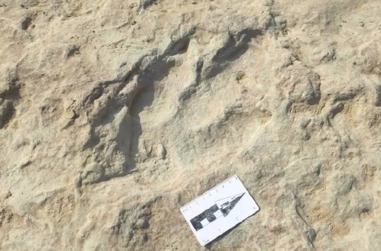 Clientul unui restaurant din China a descoperit urme de dinozaur în curtea localului